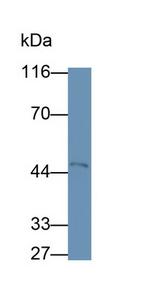 MT1E Monoclonal Antibody (C1)