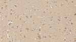 MMP25 Antibody in Immunohistochemistry (Paraffin) (IHC (P))