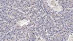 MASP2 Antibody in Immunohistochemistry (Paraffin) (IHC (P))