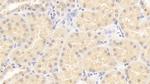 ISLR Antibody in Immunohistochemistry (Paraffin) (IHC (P))