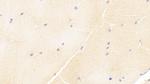 ISLR Monoclonal Antibody (C3)
