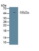 ISLR Antibody in Western Blot (WB)