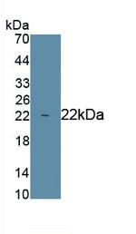 iNOS Antibody in Western Blot (WB)