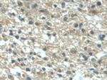TGF alpha Monoclonal Antibody (D20)