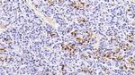 Prolactin Antibody in Immunohistochemistry (Paraffin) (IHC (P))