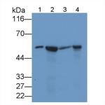NAMPT Antibody in Western Blot (WB)
