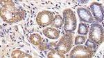 IL-29 Antibody in Immunohistochemistry (Paraffin) (IHC (P))