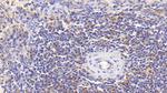IL-18 Antibody in Immunohistochemistry (Paraffin) (IHC (P))