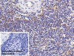 IL-18 Antibody in Immunohistochemistry (Paraffin) (IHC (P))