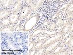 IL-18 Monoclonal Antibody (C10)