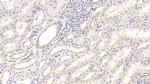 IL-18 Antibody in Immunohistochemistry (Paraffin) (IHC (P))