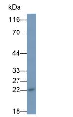 IL-18 Antibody in Western Blot (WB)