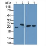 IL-18 Antibody in Western Blot (WB)