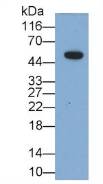 Interferon beta Antibody in Western Blot (WB)