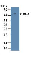 Interferon alpha-2 Monoclonal Antibody (D4)