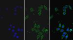 HPa1 Monoclonal Antibody (C1)