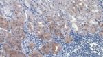 HGF Monoclonal Antibody (C1)