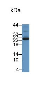 HFE2 Antibody in Western Blot (WB)