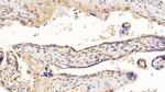 HDAC1 Antibody in Immunohistochemistry (Paraffin) (IHC (P))