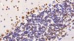 HDAC1 Antibody in Immunohistochemistry (Paraffin) (IHC (P))