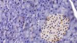 HDAC1 Antibody in Immunohistochemistry (Paraffin) (IHC (P))