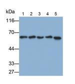 HDAC1 Antibody in Western Blot (WB)
