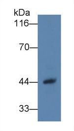 Haptoglobin Antibody in Western Blot (WB)