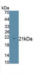 Haptoglobin Antibody in Western Blot (WB)
