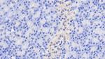 GIP Monoclonal Antibody (C2)