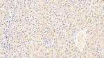 FIBB Antibody in Immunohistochemistry (Paraffin) (IHC (P))