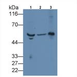 FIBB Antibody in Western Blot (WB)