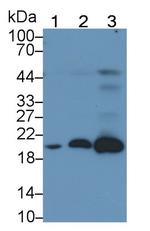 Ferritin Light Chain Antibody in Western Blot (WB)