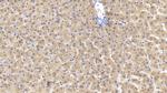 Ferritin Heavy Chain Antibody in Immunohistochemistry (Paraffin) (IHC (P))