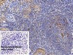Ferritin Heavy Chain Antibody in Immunohistochemistry (Paraffin) (IHC (P))