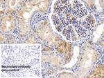 Ferritin Heavy Chain Antibody in Immunohistochemistry (Paraffin) (IHC (P))