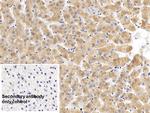 Ferritin Heavy Chain Antibody in Immunohistochemistry (Paraffin) (IHC (P))