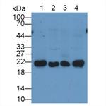 Ferritin Heavy Chain Antibody in Western Blot (WB)