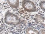 Epo Antibody in Immunohistochemistry (Paraffin) (IHC (P))