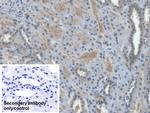 Epo Monoclonal Antibody (C3)