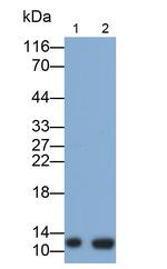 Thioredoxin 1 Monoclonal Antibody (3#)