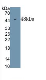 DPEP1 Monoclonal Antibody (C1)