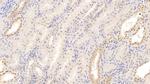 CXCL9 (MIG) Monoclonal Antibody (C7)