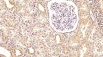 Factor D Antibody in Immunohistochemistry (Paraffin) (IHC (P))