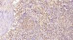 Factor D Antibody in Immunohistochemistry (Paraffin) (IHC (P))