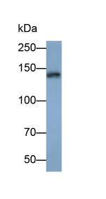 COL1A1 Antibody in Western Blot (WB)