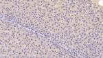 Chemerin Antibody in Immunohistochemistry (Paraffin) (IHC (P))
