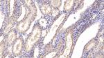 Chemerin Antibody in Immunohistochemistry (Paraffin) (IHC (P))