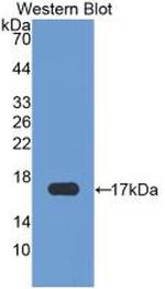 Chemerin Antibody in Western Blot (WB)