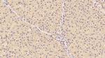 CDNF Antibody in Immunohistochemistry (Paraffin) (IHC (P))