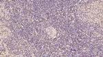 CDNF Antibody in Immunohistochemistry (Paraffin) (IHC (P))